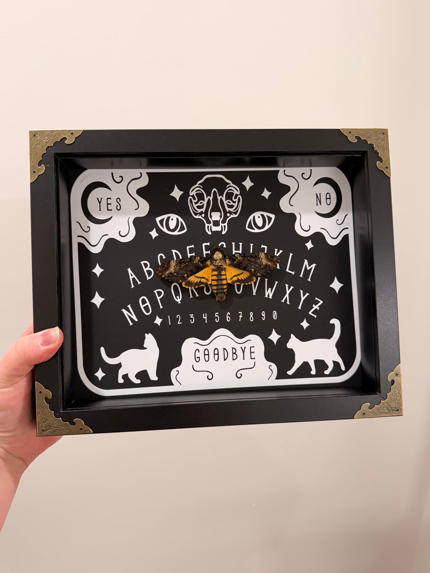 Ouija Board with African Death’s Head Hawkmoth (Acherontia Atropos)