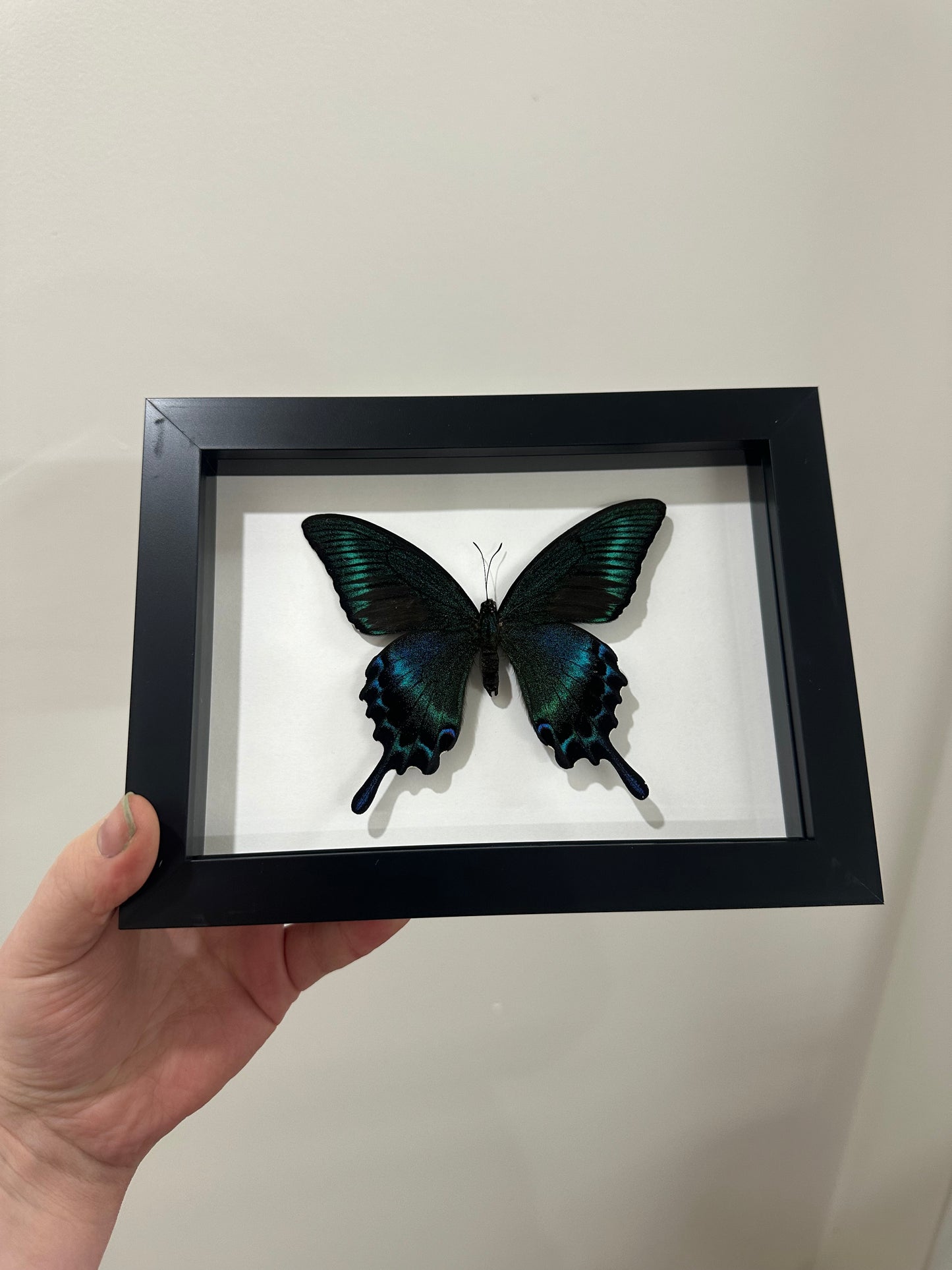 Alpine Black Swallowtail (Papilio Maackii) 5x7