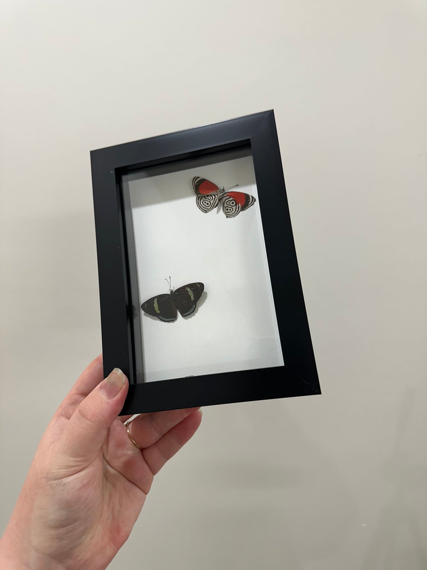 Framed Figure 88 Butterflies