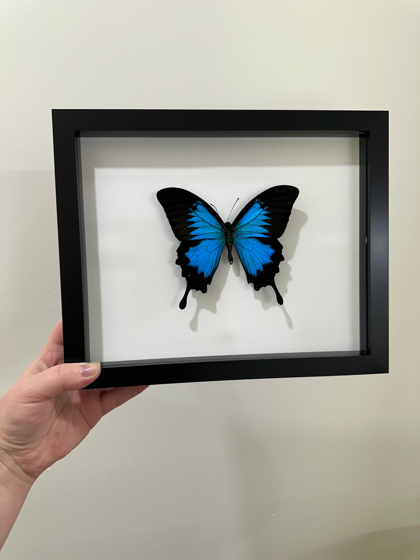 Papilio Ulysses (Blue Emperor)