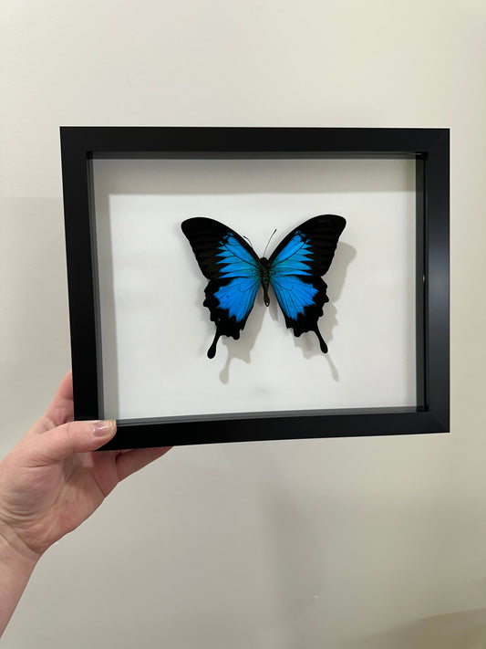 Papilio Ulysses (Blue Emperor)