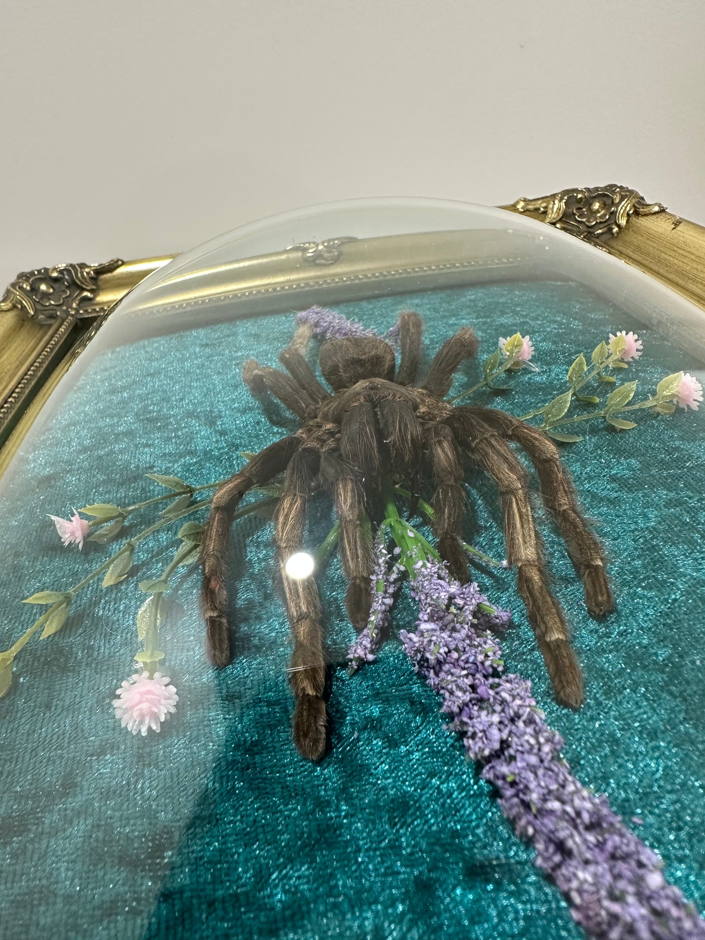 Brazilian Rusty Bird-eater (Acanthoscurria Ferina)