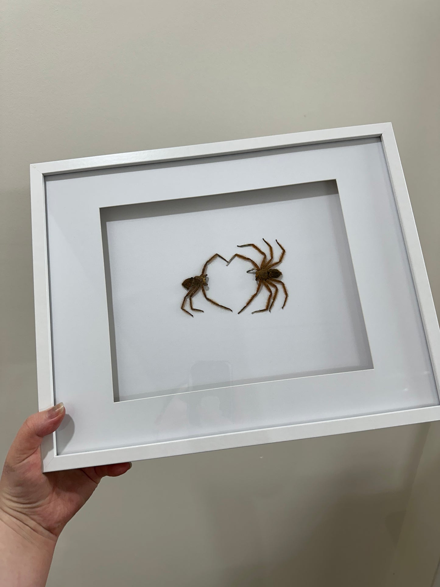 Spider lovers