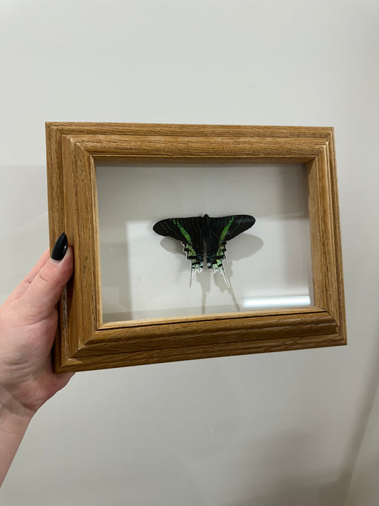 Peacock Moth in Vintage Frame