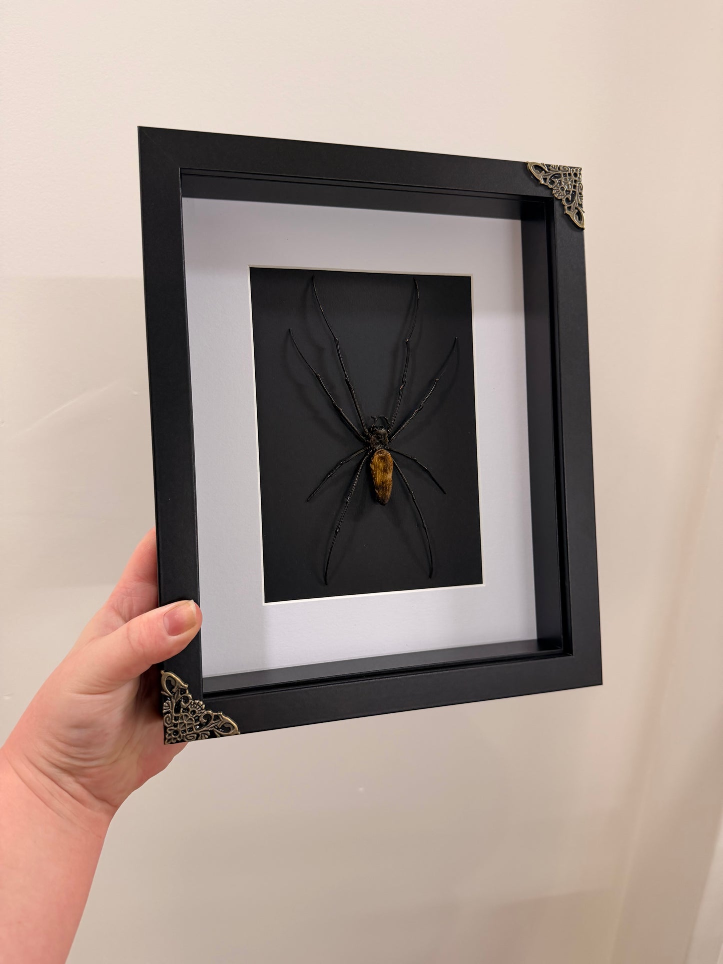 Giant Orb Weaver Spider (Nephila Pilipes - Black)