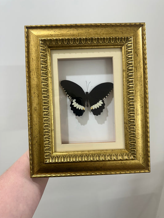 Common Mormon Butterfly