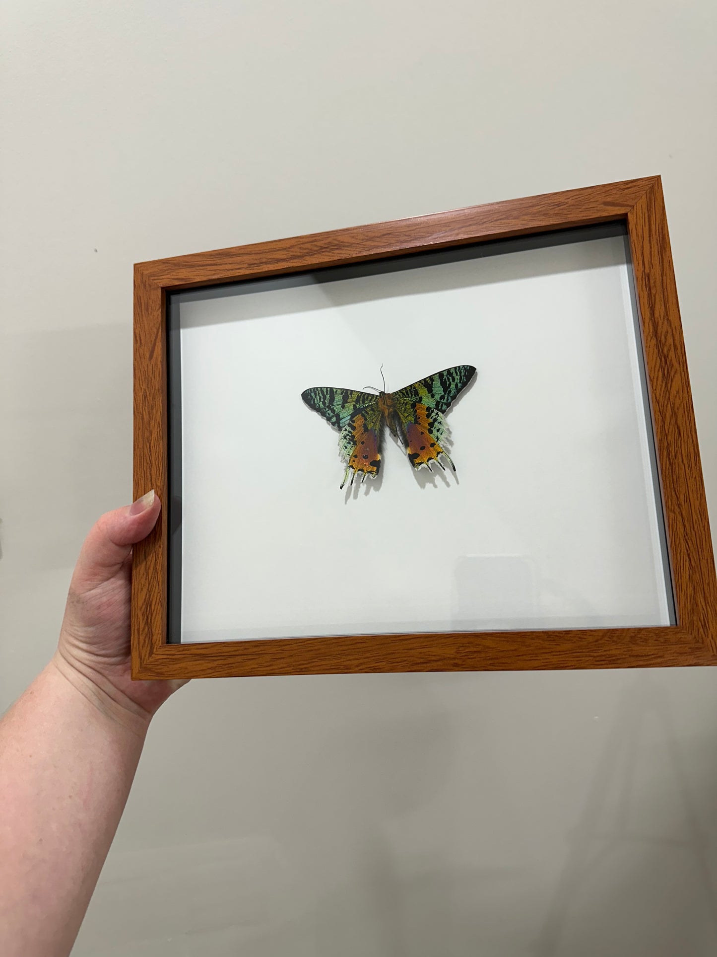 Framed Peacock Moth