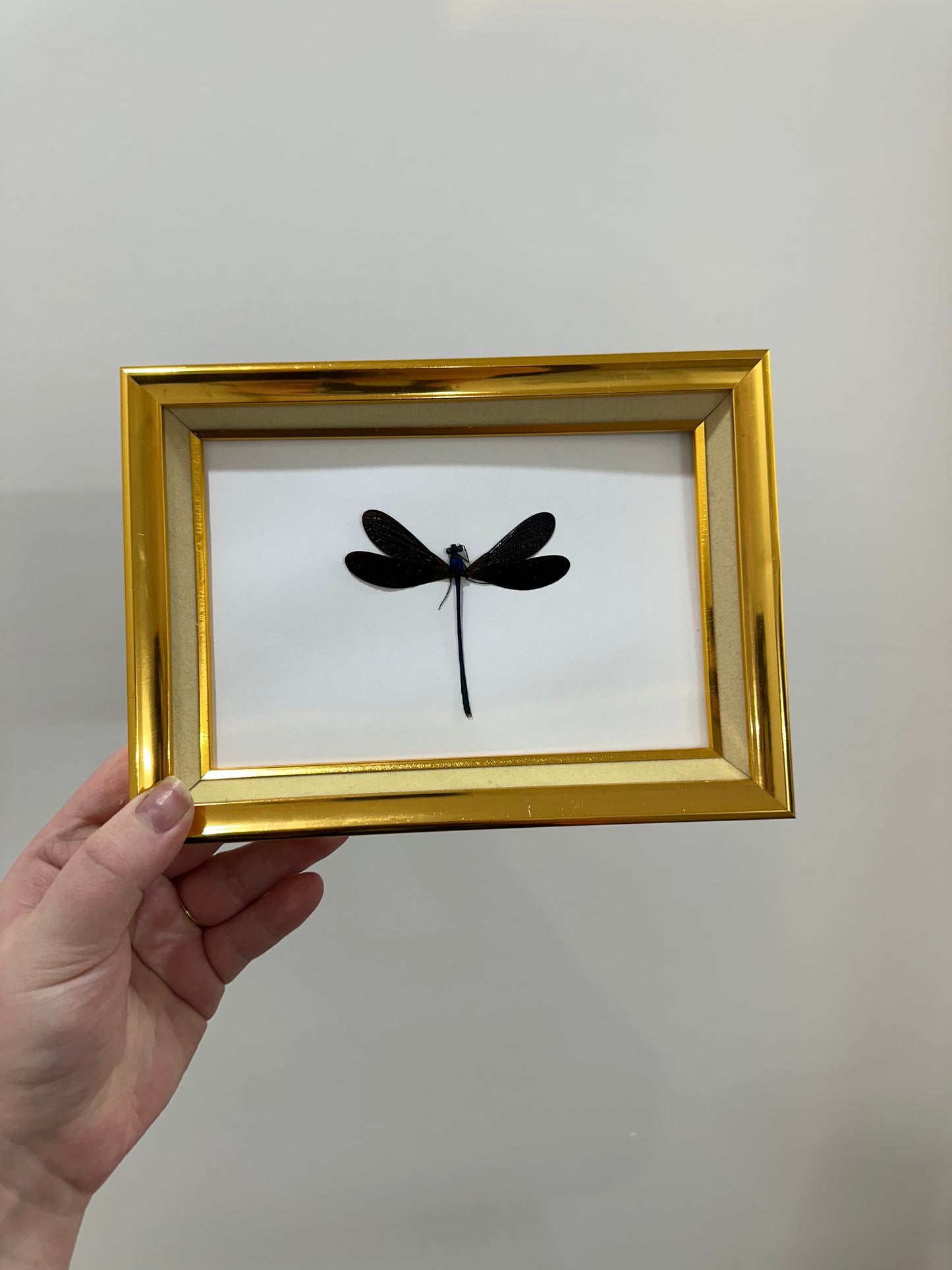 Ebony Jewelwing (Vestalis Luctuosa)