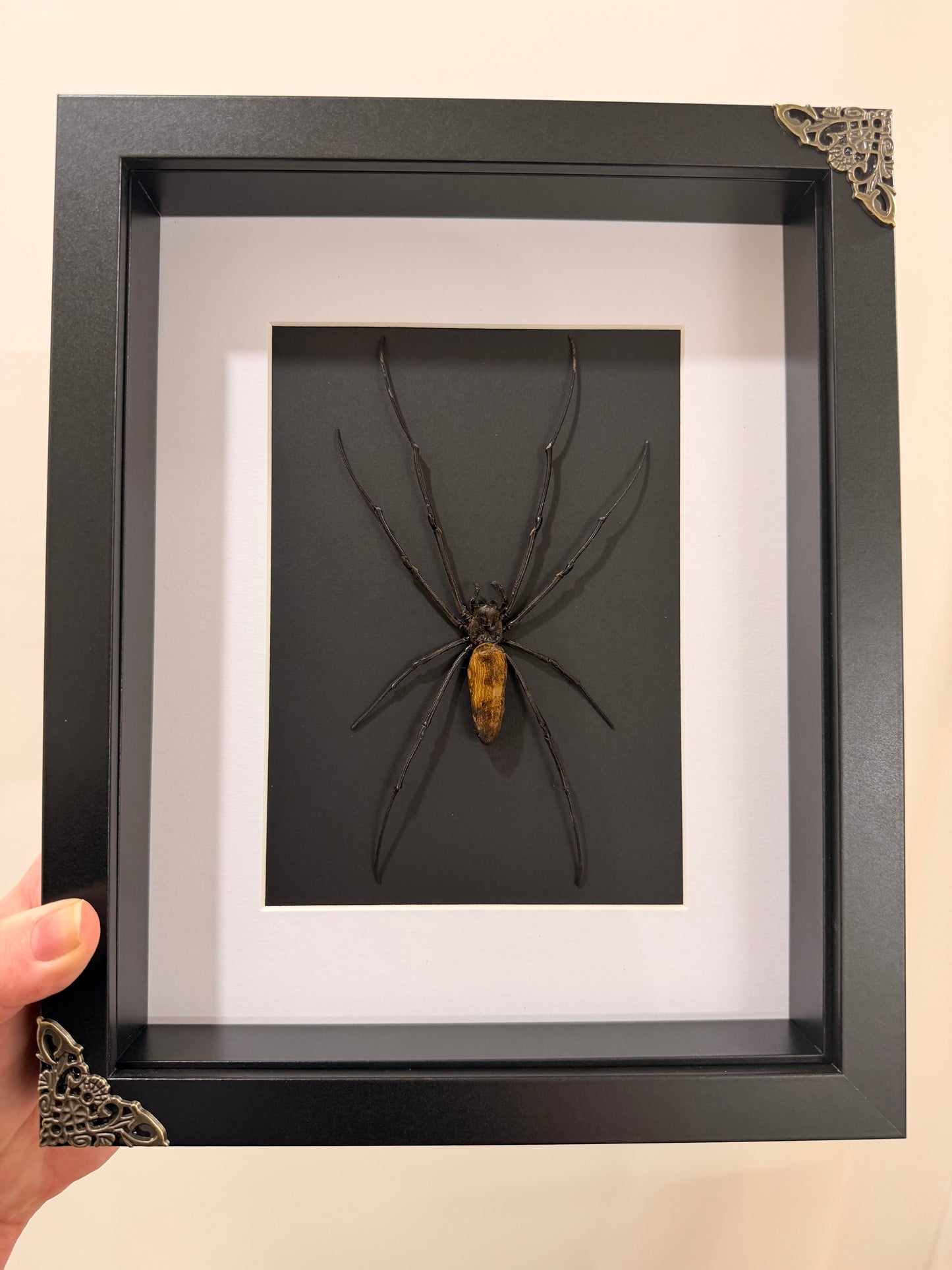 Giant Orb Weaver Spider (Nephila Pilipes - Black)