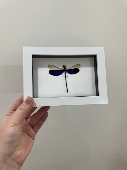 Great Blue Metalwing