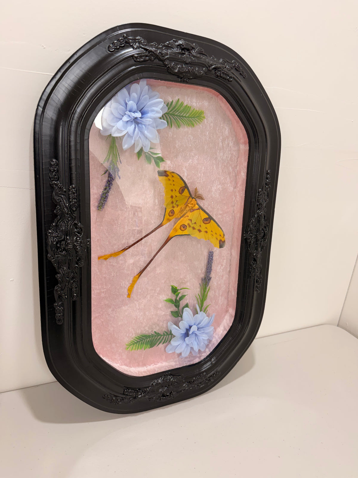 Comet Moth (Argema Mittrei) in Antique convex/bubble glass frame.