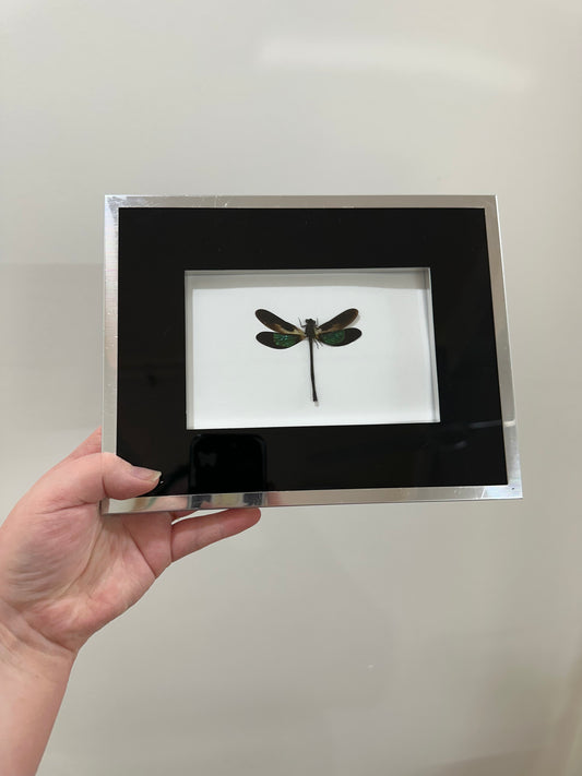 Sundanese Gossamerwing. (Euphaea Variegata)