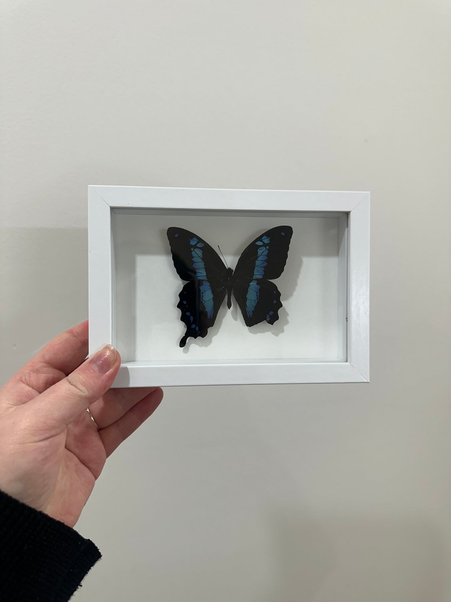 Banded Blue Swallowtail (Papilio Oribazus)