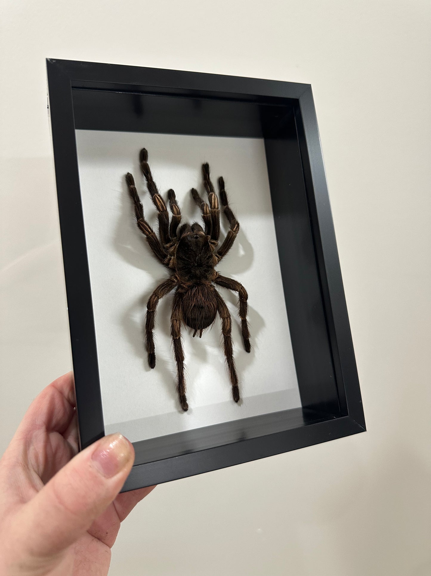 Amazon Orange-banded Tarantula (Acanthoscurria Juruenicola)