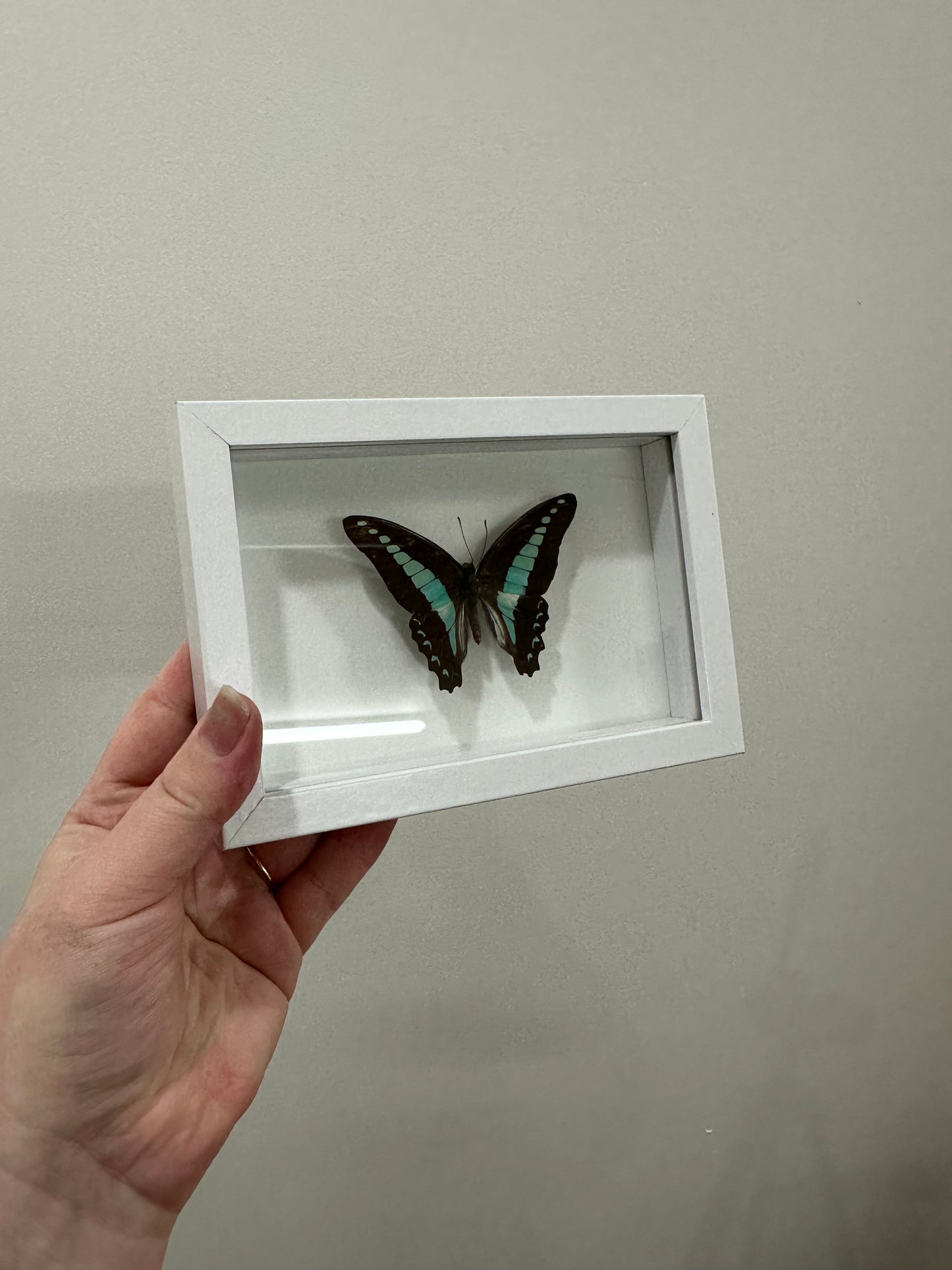 Common Bluebottle Butterfly