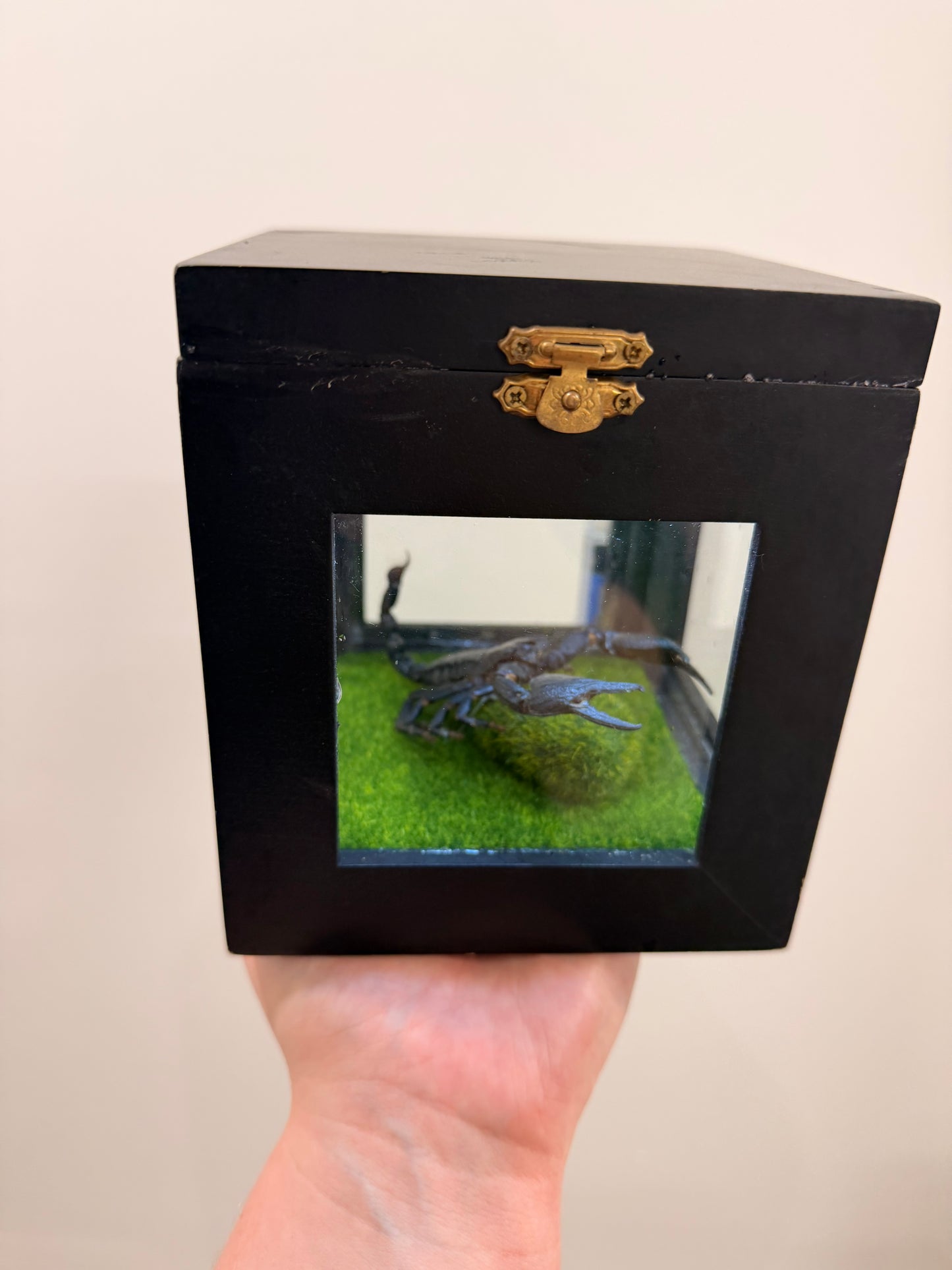 Scorpion Box (Lights up)