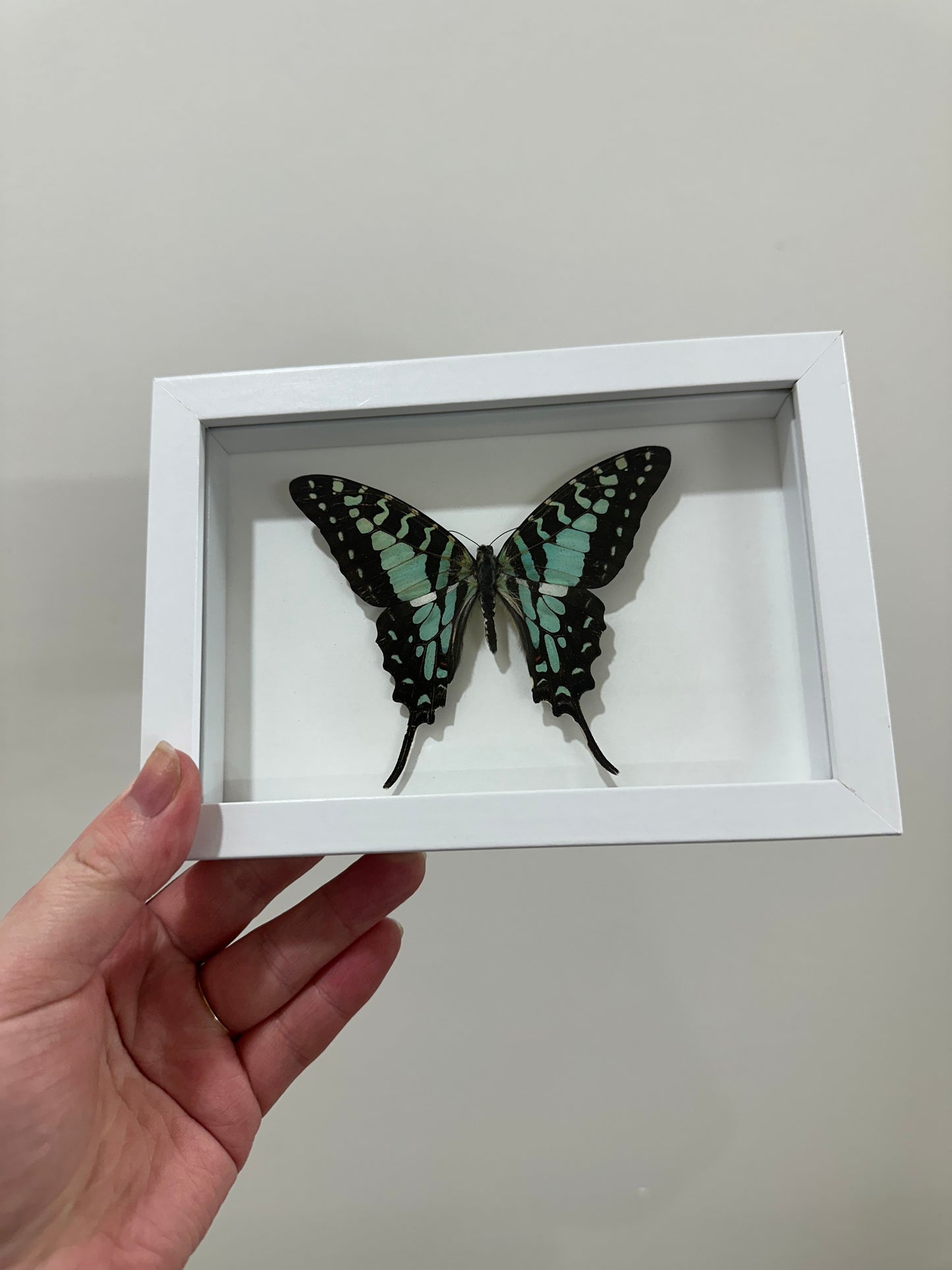 Large Striped Swallowtail (Graphium antheus)