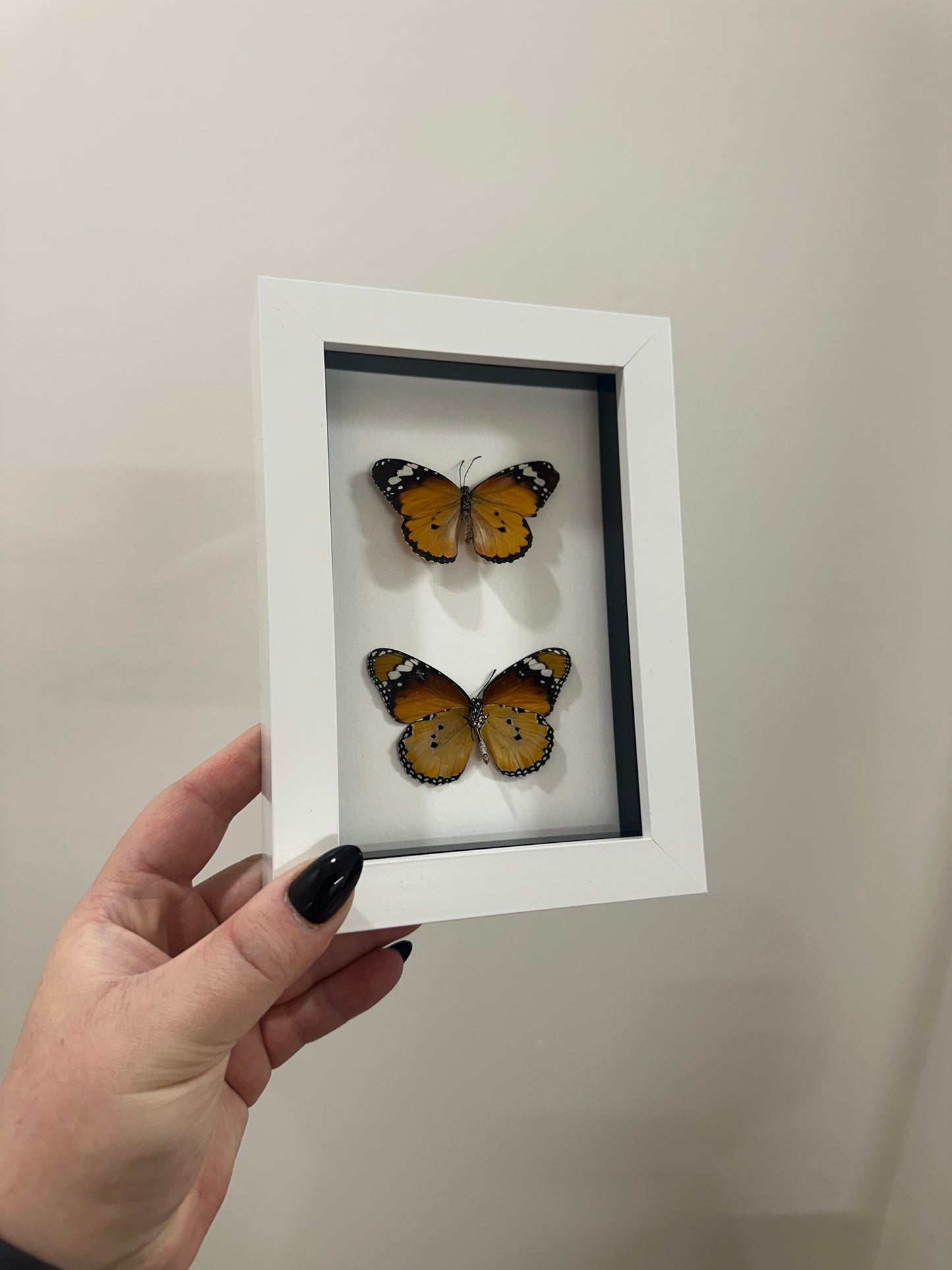 Monarch