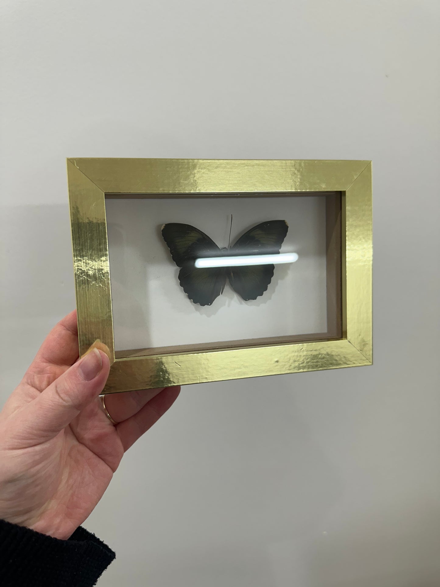Butterfly in gold frame
