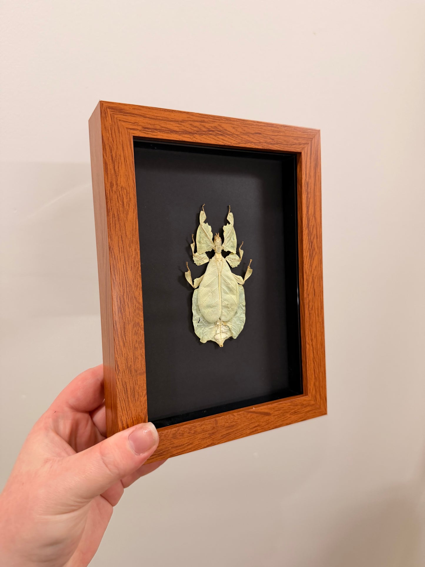 Gray's Leaf Insect (Phyllium Pulchrifolium - Yellow - A2)
