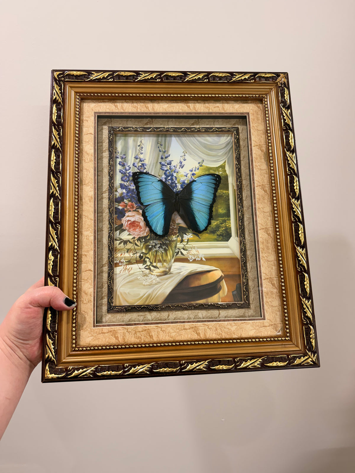 Blue-banded Morpho (Morpho Achilles) in Antique frame