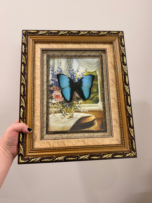 Blue-banded Morpho (Morpho Achilles) in Antique frame