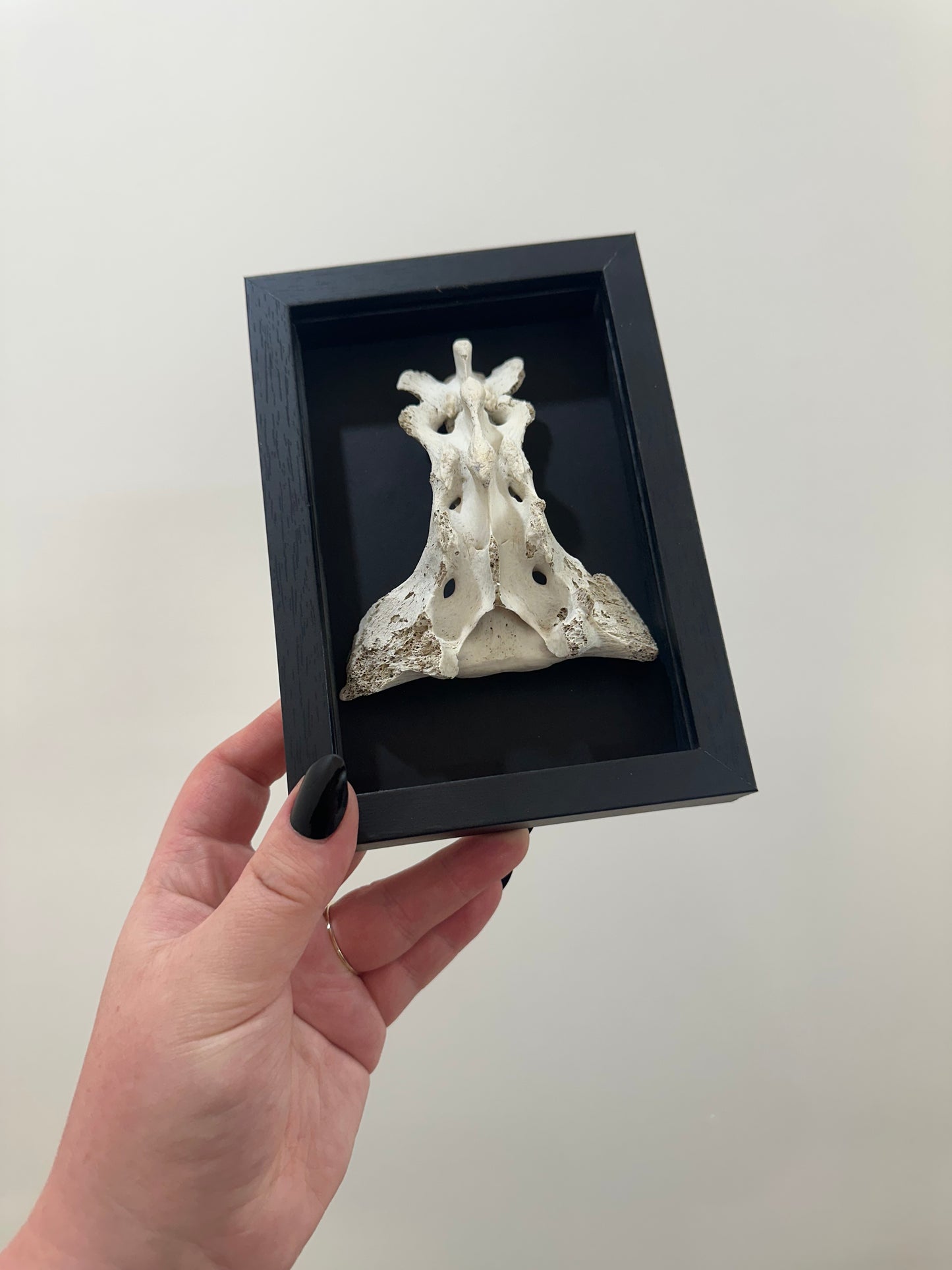 Spine Bone