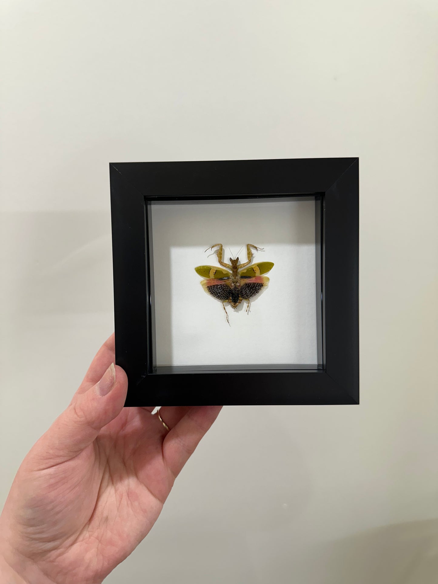 Creobroter Urbanus (Malaysian Flower Mantis)