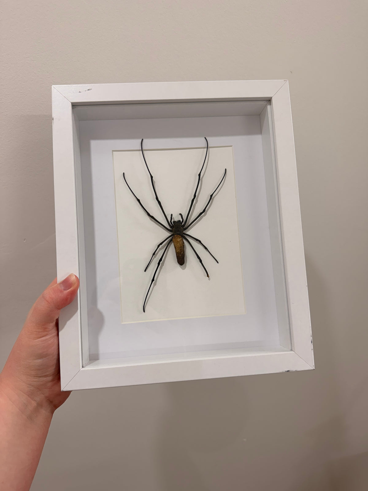 Giant Orb Weaver Spider (Nephila Pilipes - A2)