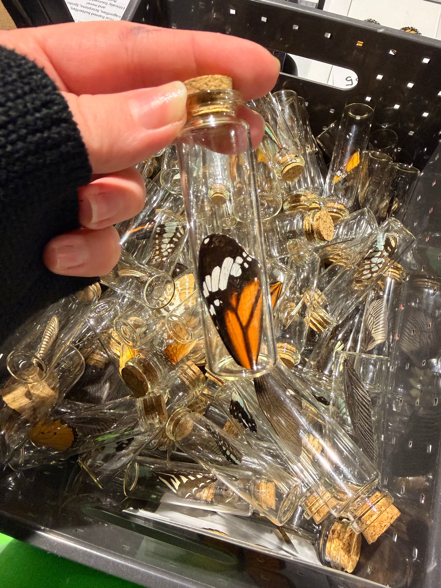 Butterfly Wing Jars - Bundle - 3 Jars