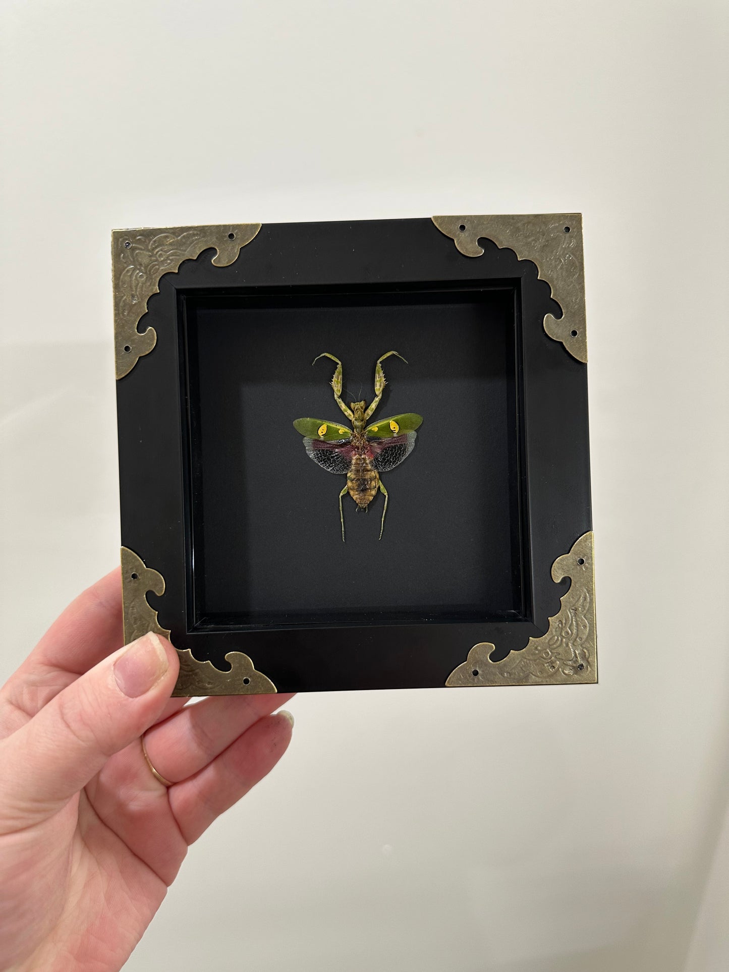 Flower Mantis (Creobrater Gemmatus - Female)