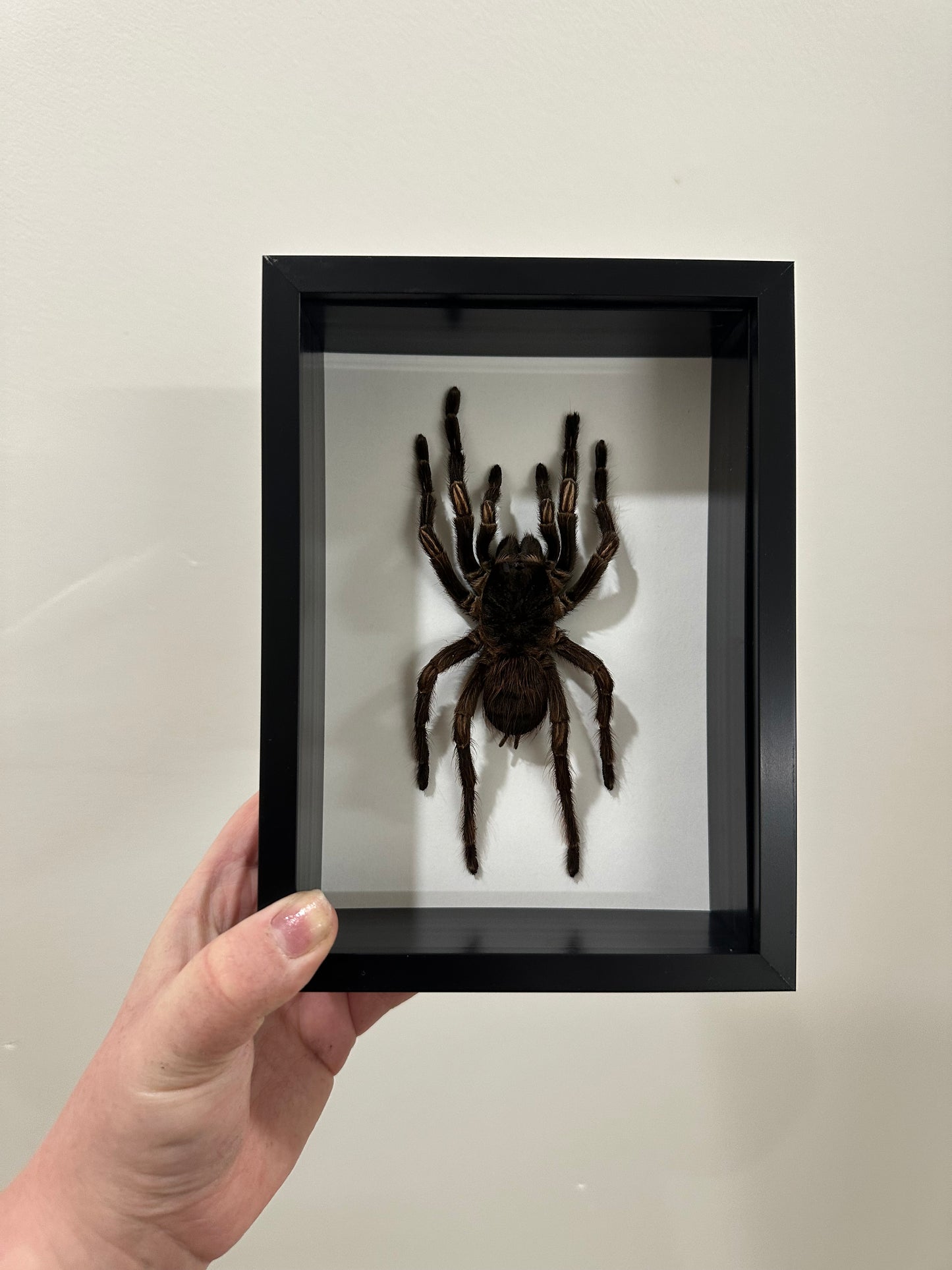 Amazon Orange-banded Tarantula (Acanthoscurria Juruenicola)