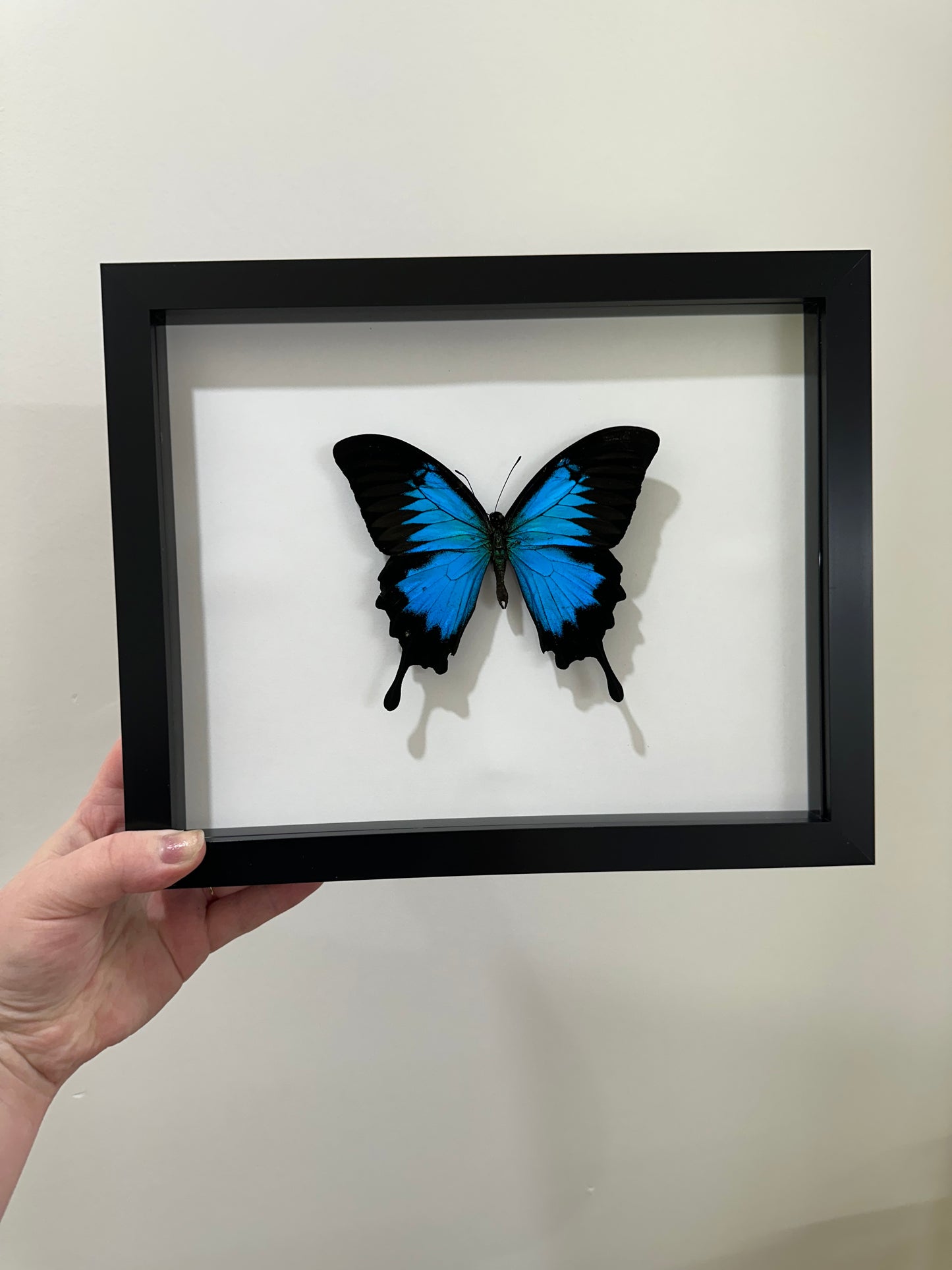 Papilio Ulysses (Blue Emperor)