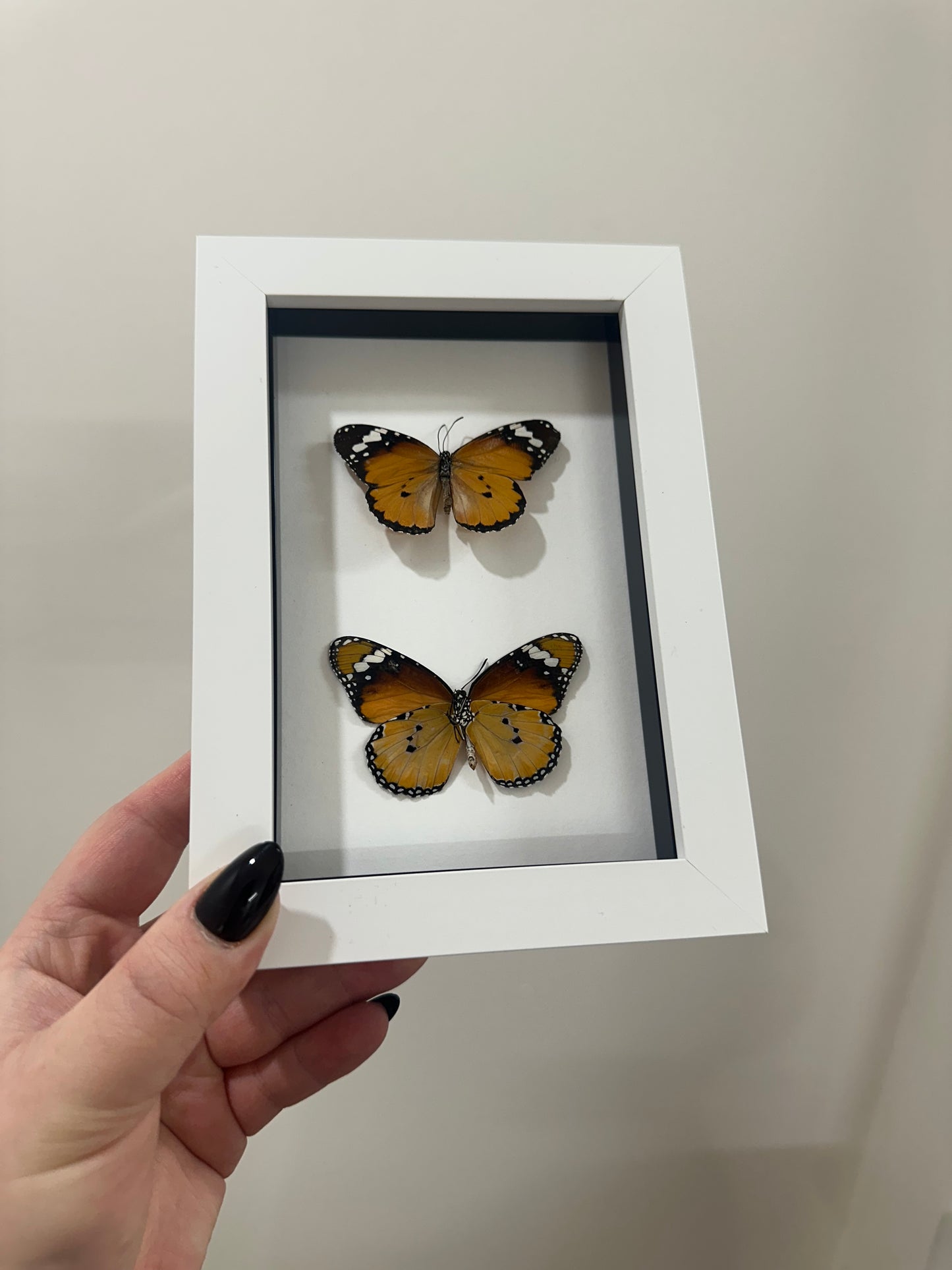 Monarch