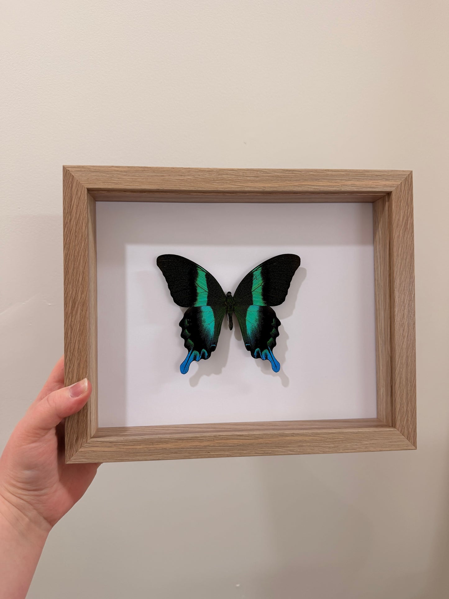 Green Swallowtail (Papilio Blumei)