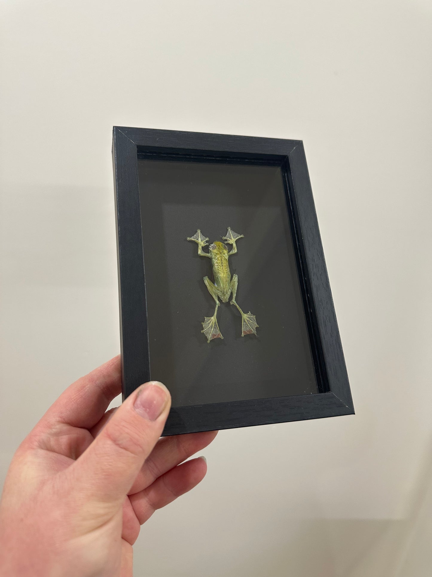 Jade Tree Frog