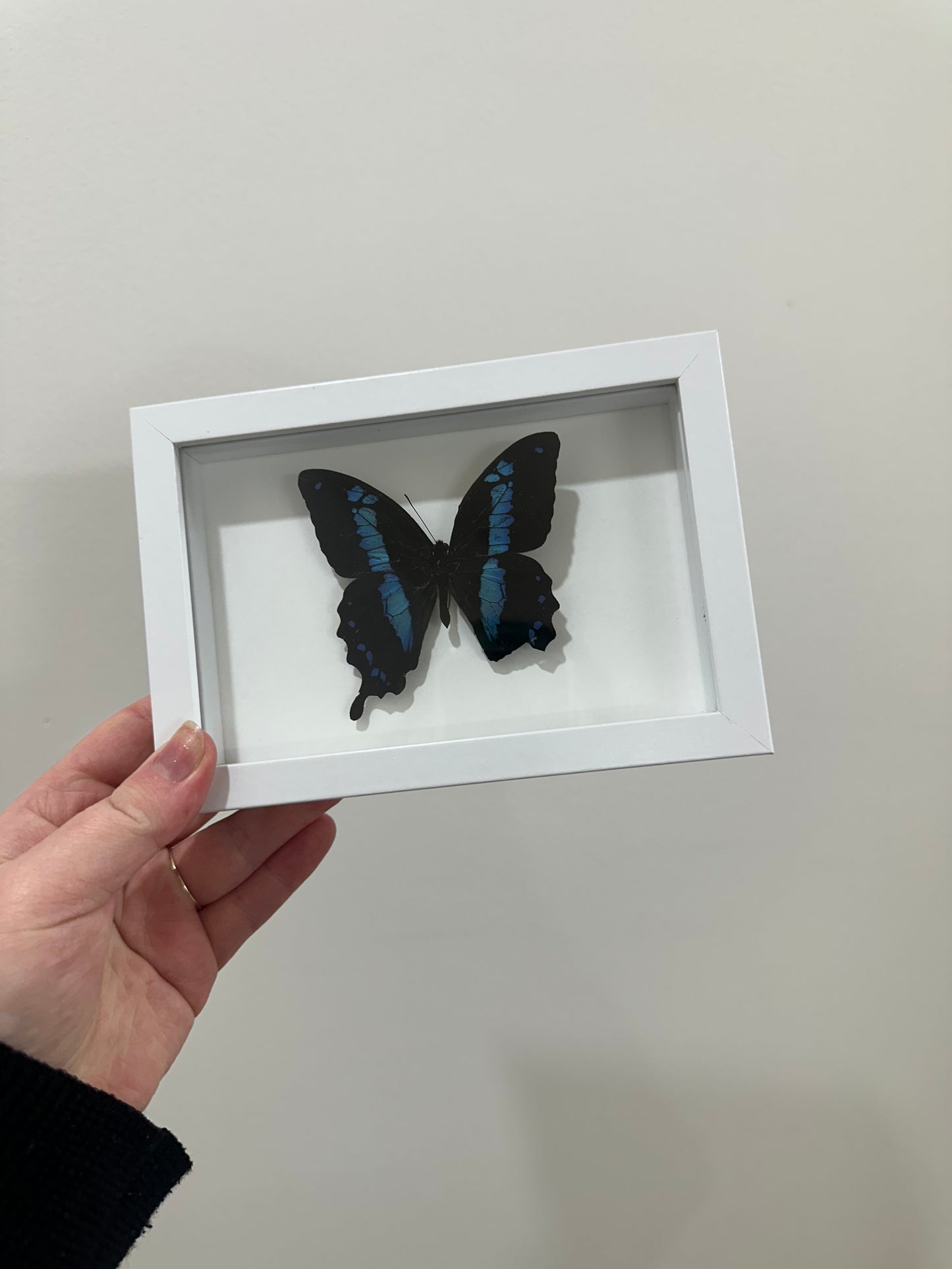 Banded Blue Swallowtail (Papilio Oribazus)