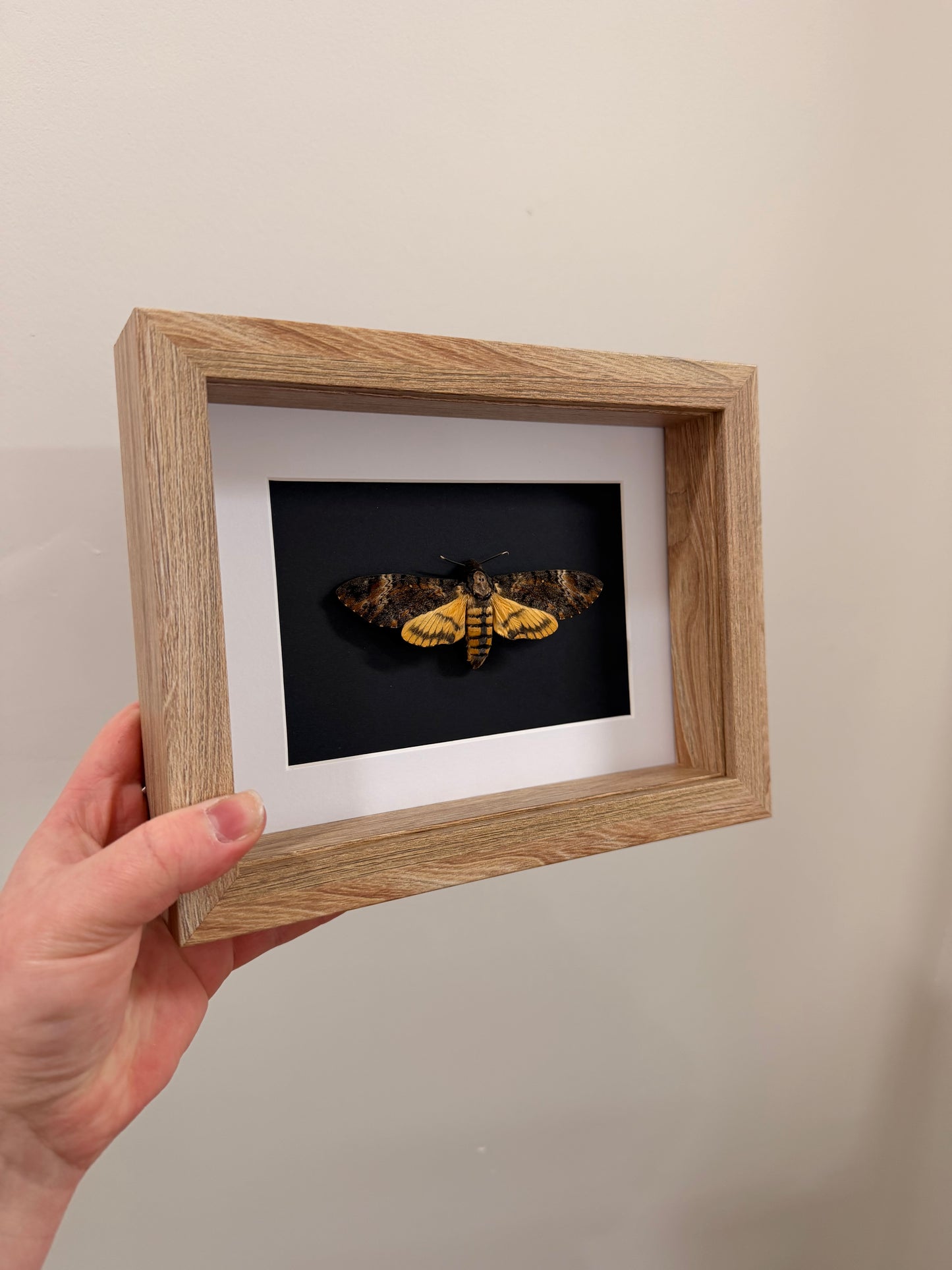 Eastern Death’s Head Hawkmoth (Ancherontia Styx ~ Female)