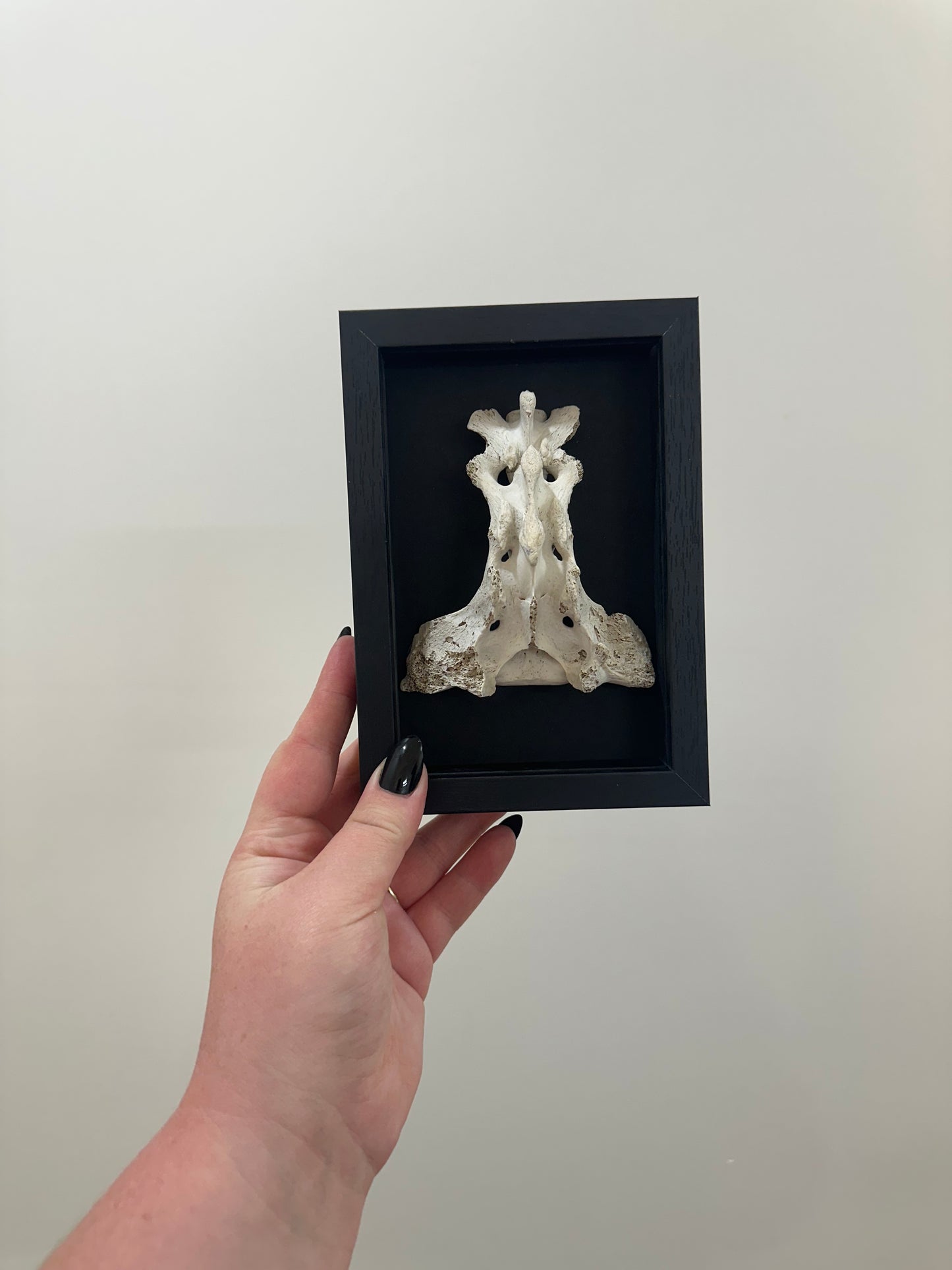 Spine Bone