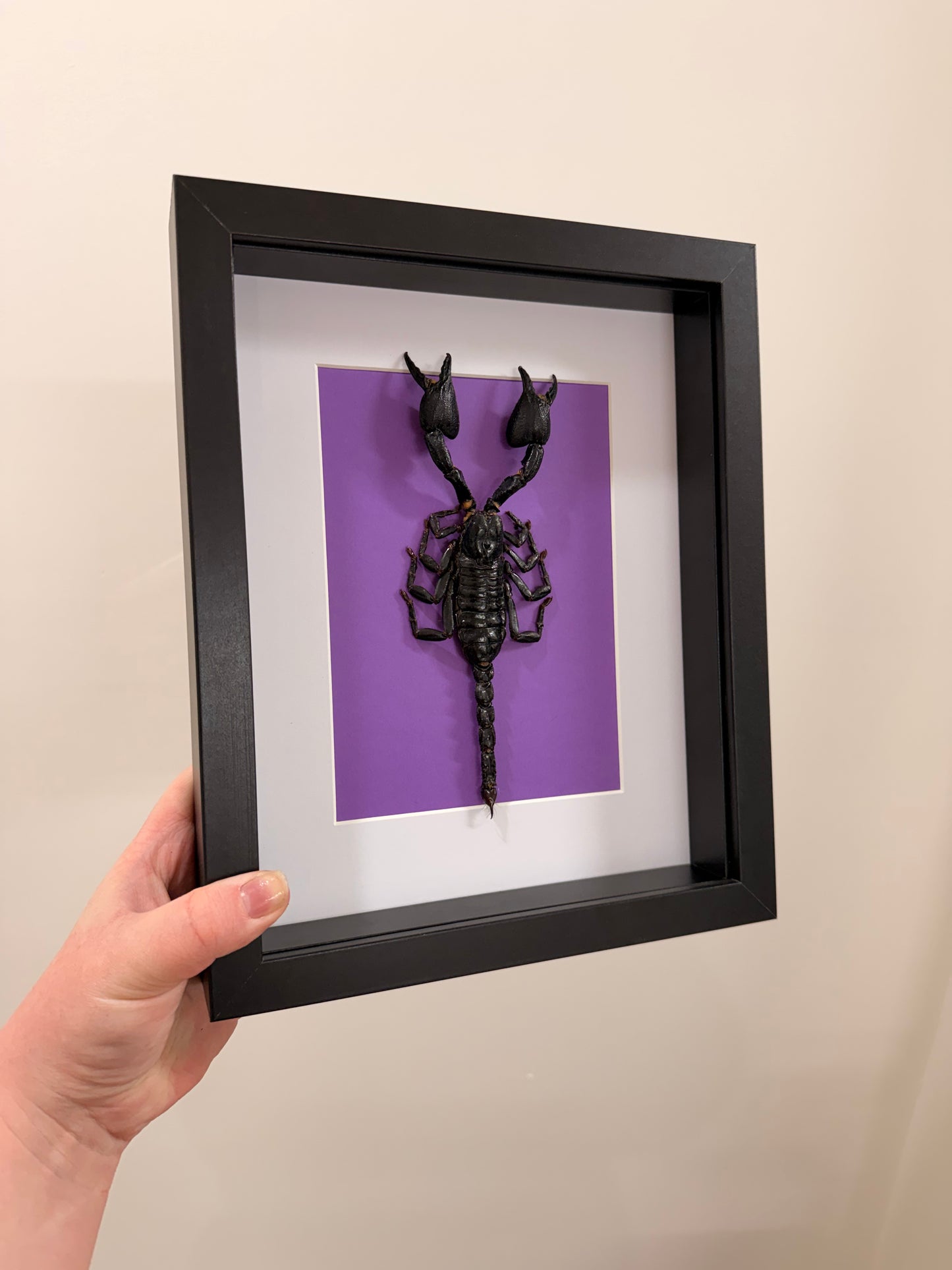 Framed XL Scorpion