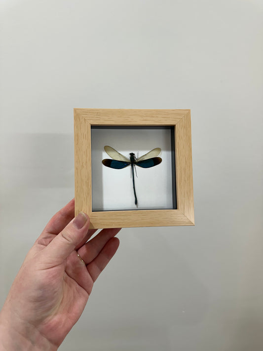 Common Green Metalwing (Neurobasis Chinensis)