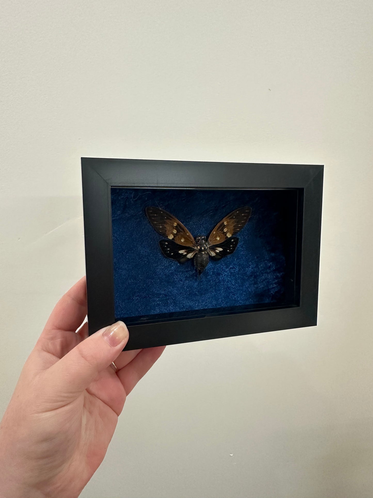 Cicada