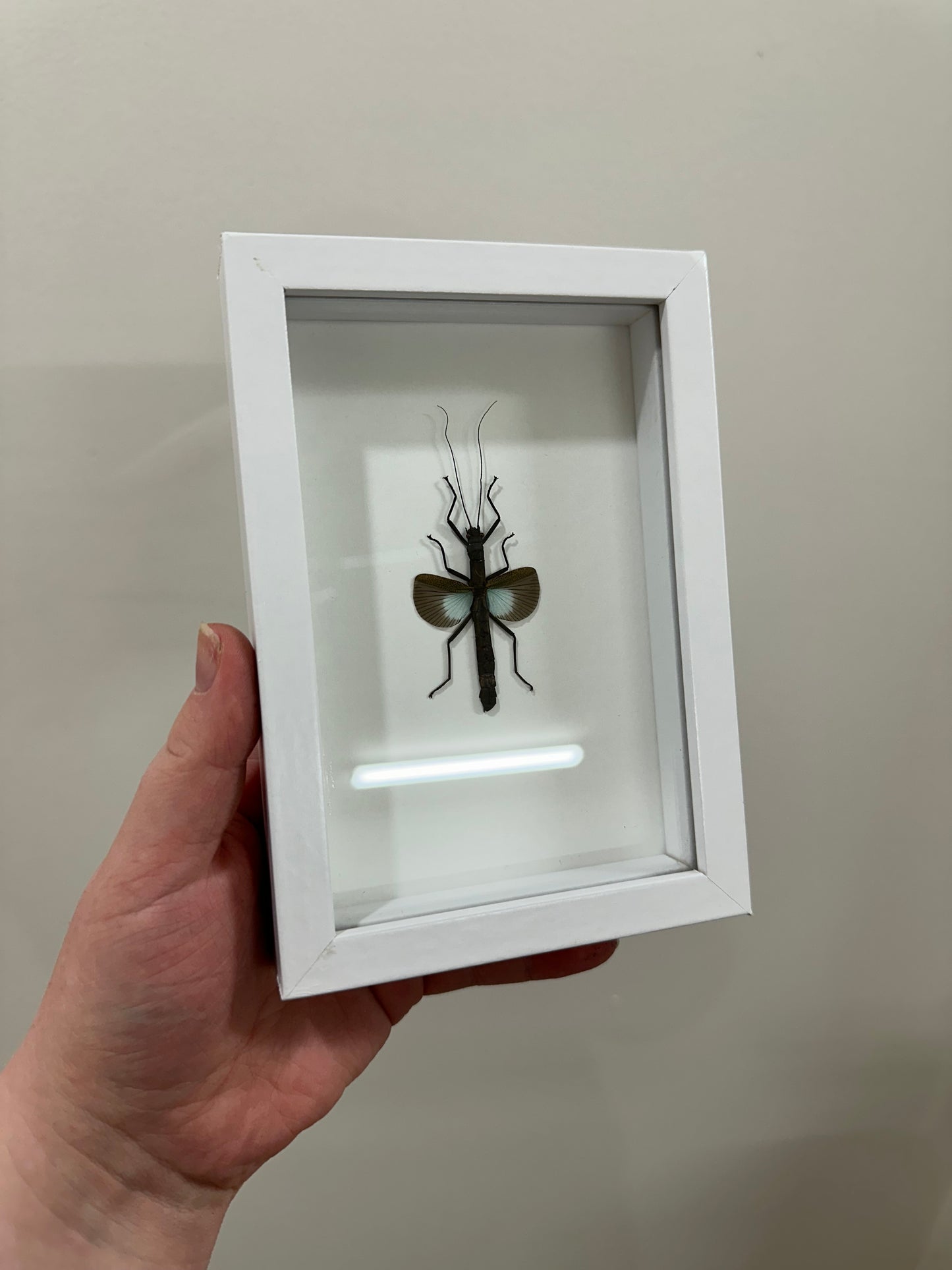 Blue Stick Insect (Ortomeria Versicolor - Female)