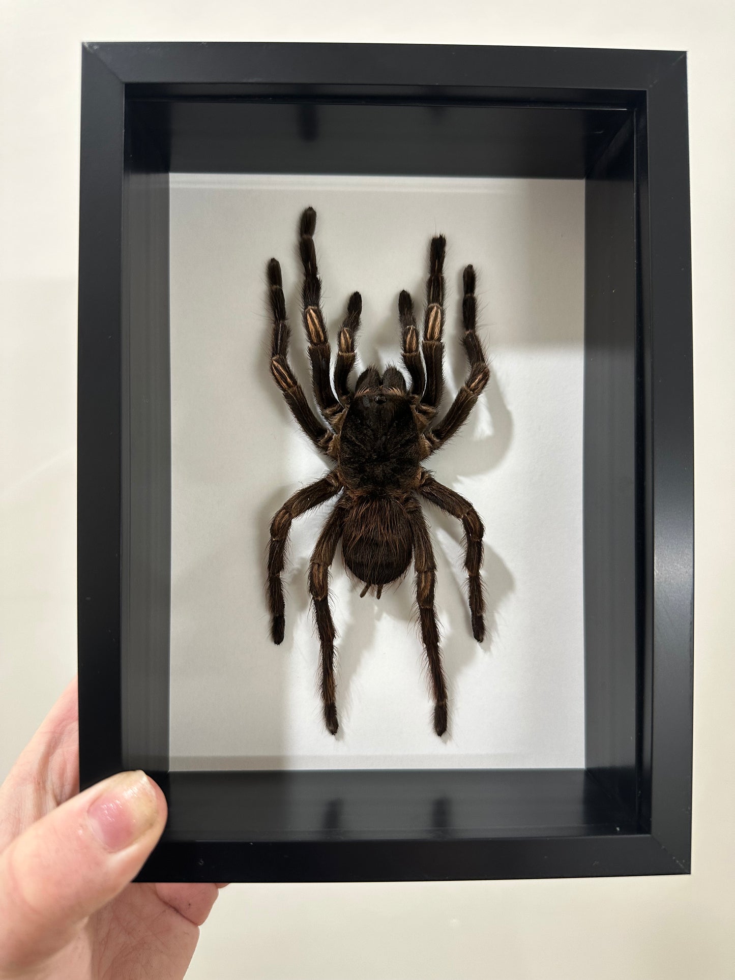 Amazon Orange-banded Tarantula (Acanthoscurria Juruenicola)