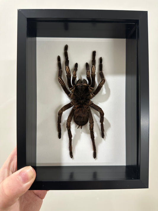 Amazon Orange-banded Tarantula (Acanthoscurria Juruenicola)