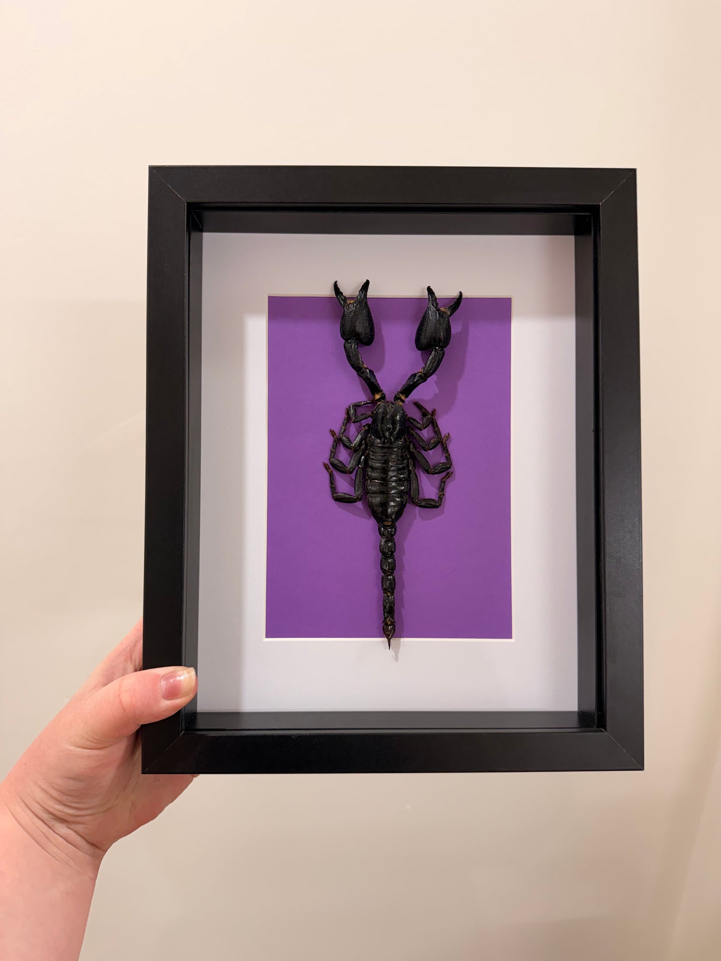 Framed XL Scorpion