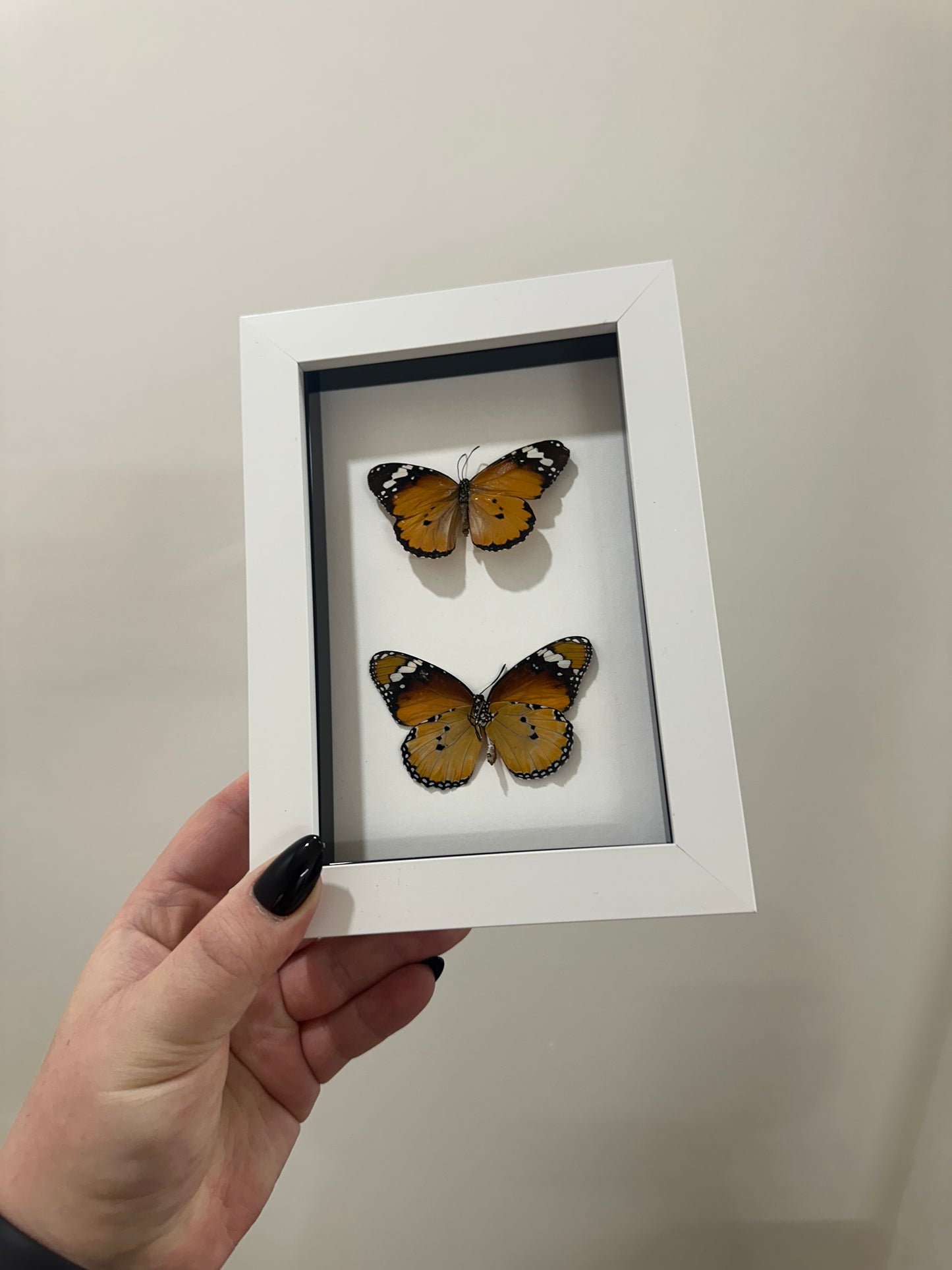 Monarch