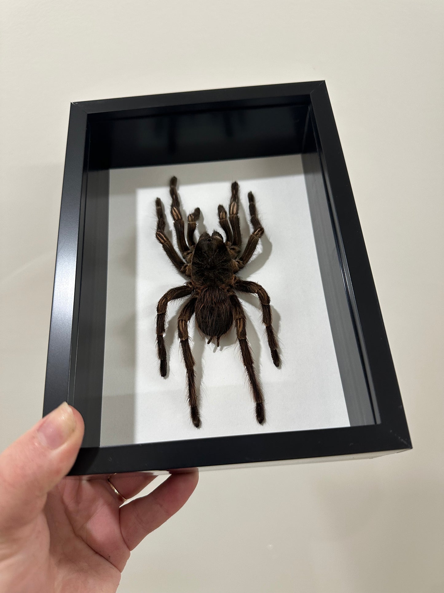 Amazon Orange-banded Tarantula (Acanthoscurria Juruenicola)