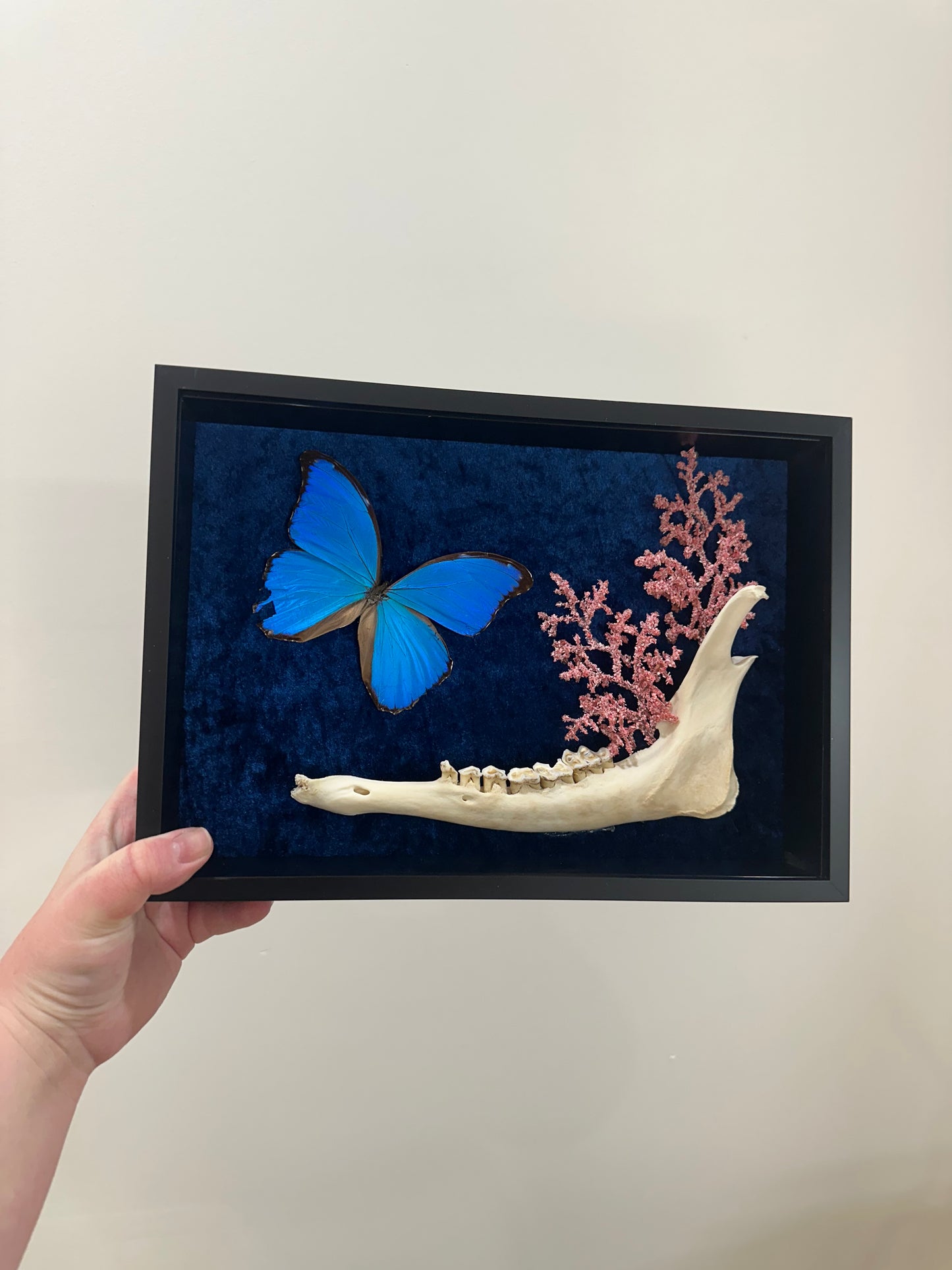 Amazon Blue with XL Doe Jaw