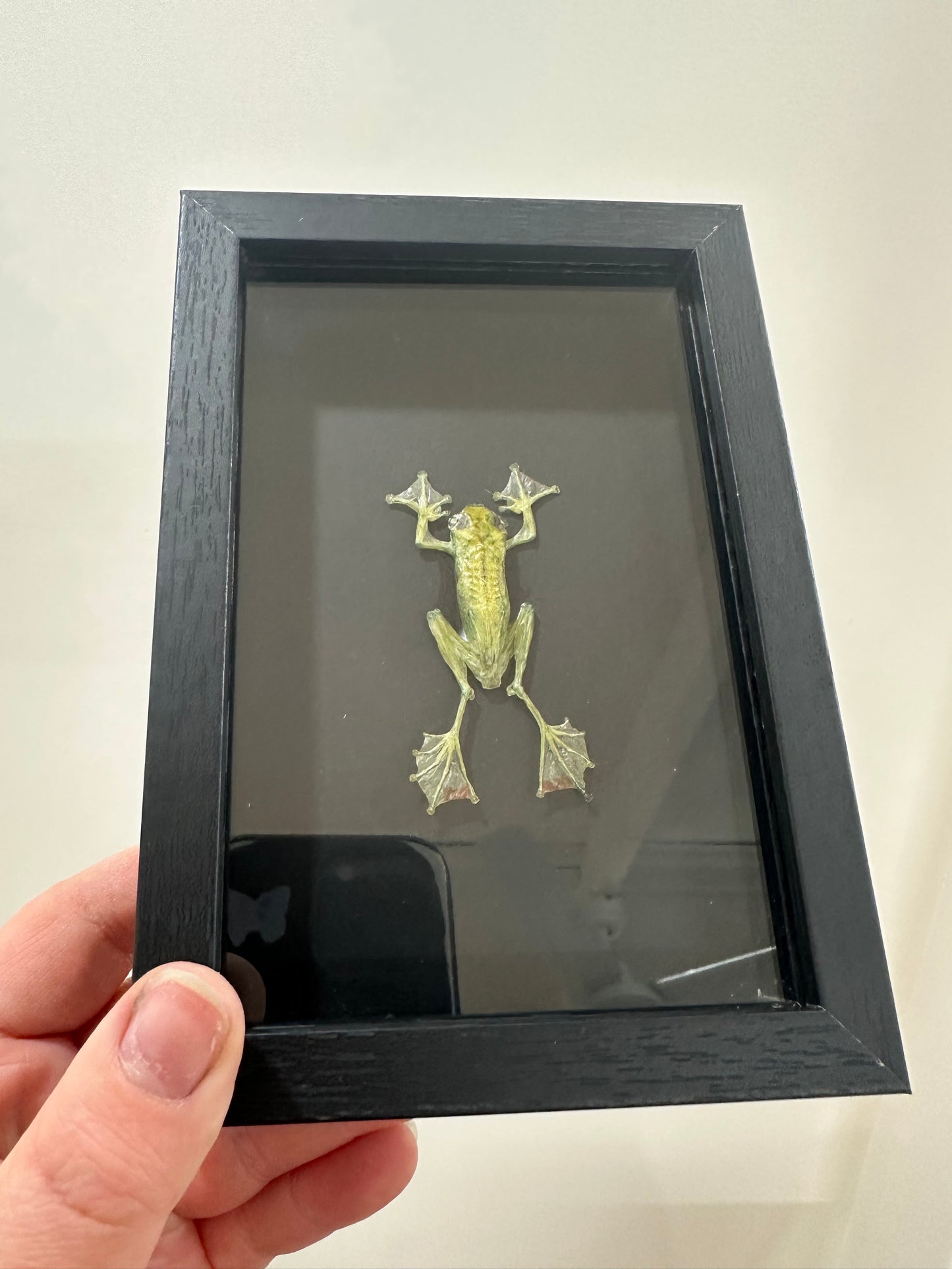 Jade Tree Frog